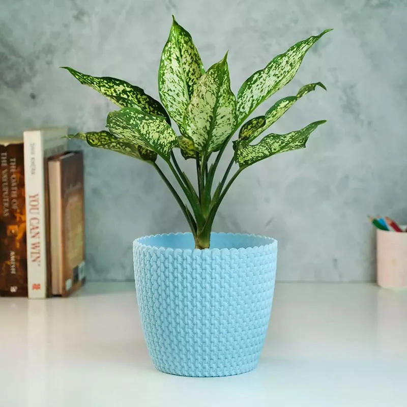 Aglaonema Colorful Plants Bundle | Set of 3