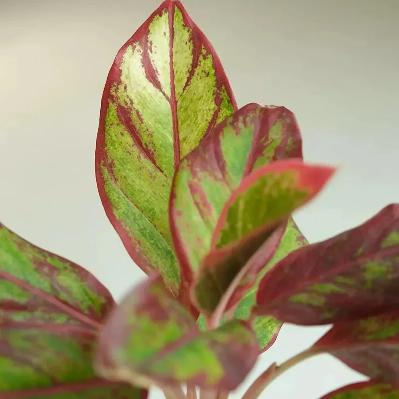 Aglaonema Colorful Plants Bundle | Set of 3