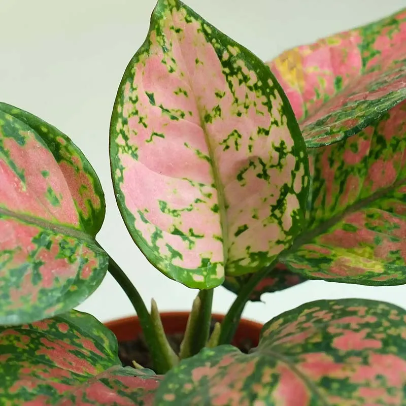 Aglaonema Colorful Plants Bundle | Set of 3