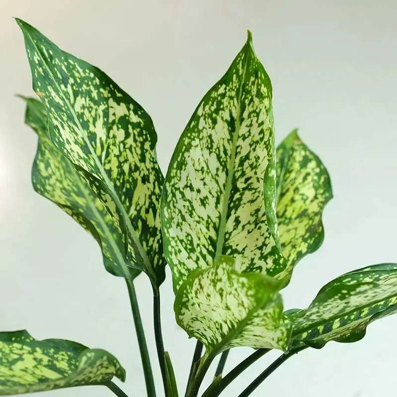 Aglaonema Colorful Plants Bundle | Set of 3