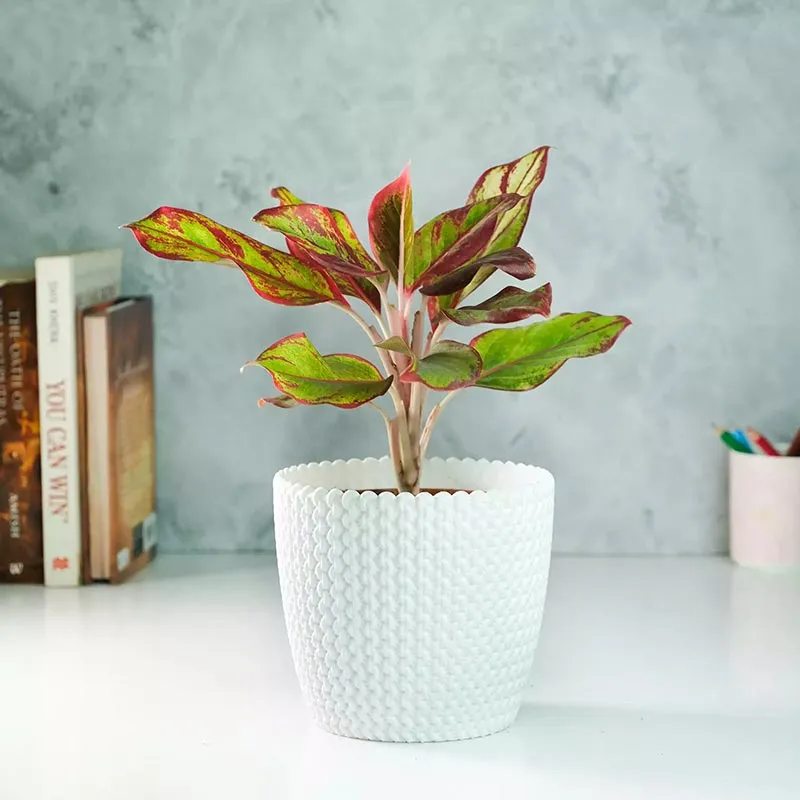 Aglaonema Colorful Plants Bundle | Set of 3