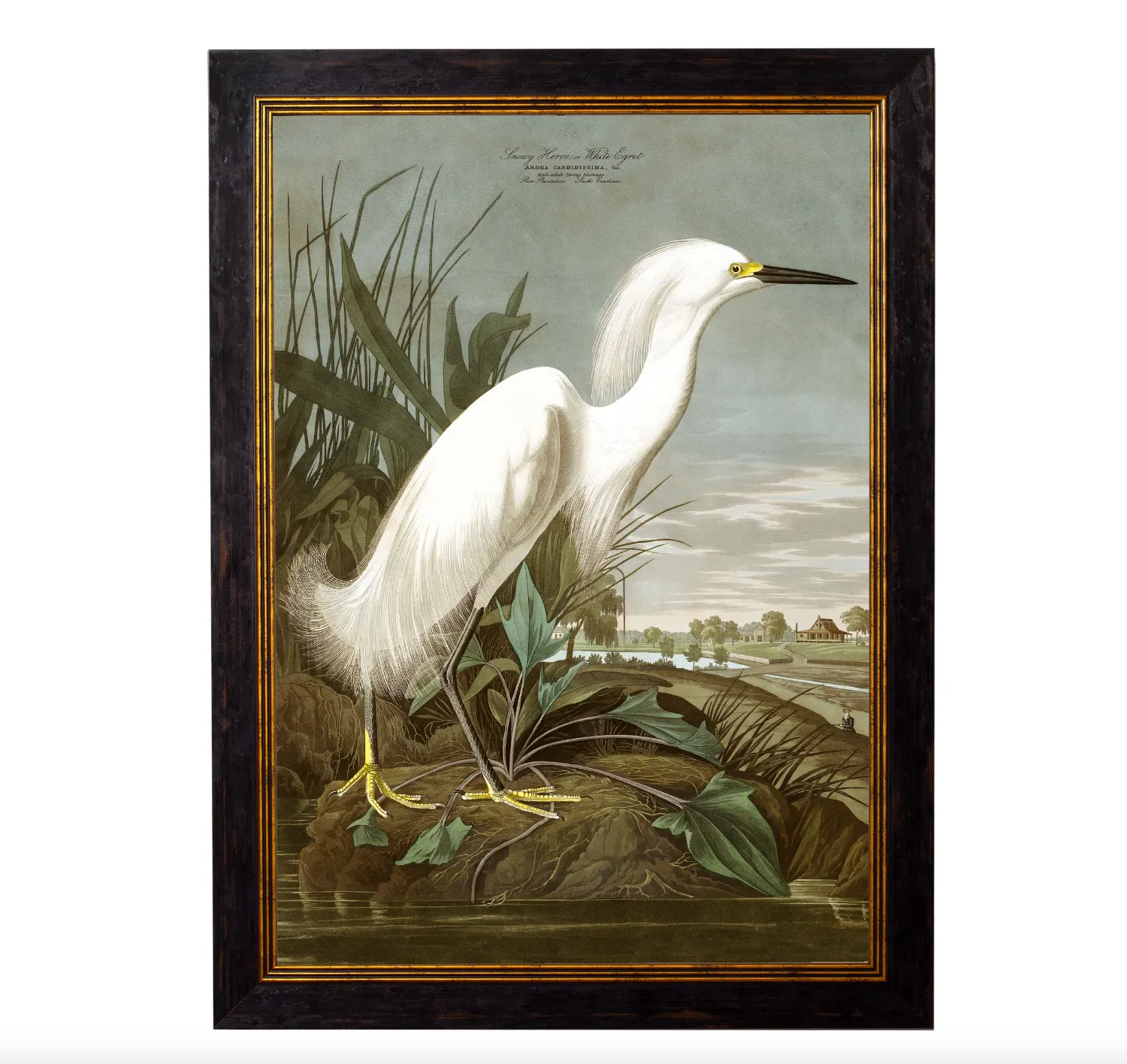 Audubon's White Heron