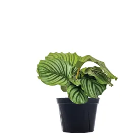 Calathea orbifolia