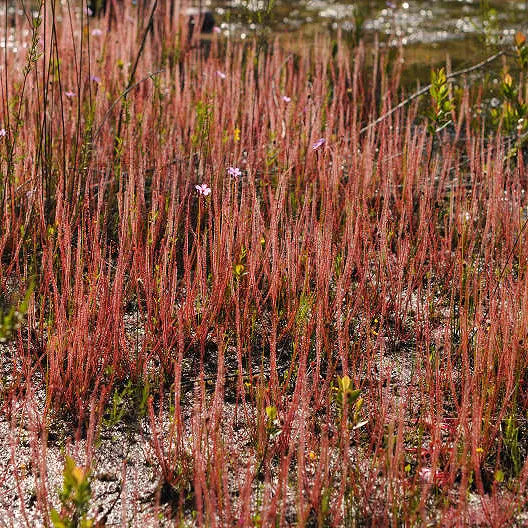 Drosera filiformis filiformis - Red Form New Jersey