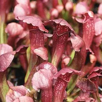 Sarracenia x Love Bug